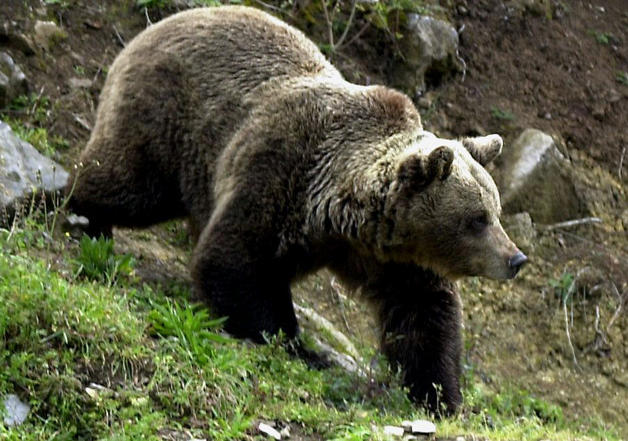La Junta será denunciada por el caso del oso herido durante una cacería